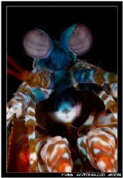 A clasic portrait of a peacock mantis shrimp for me today... by Yves Antoniazzo 
